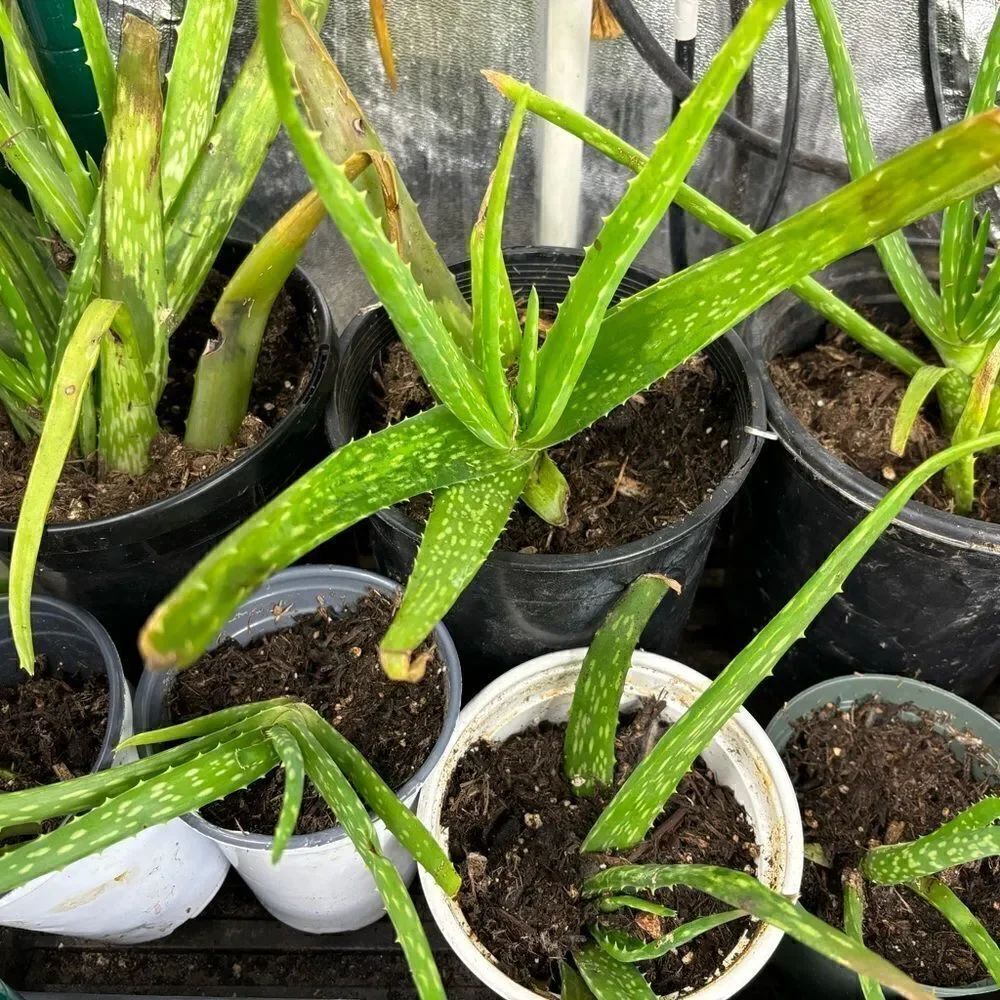 Aloe large 
